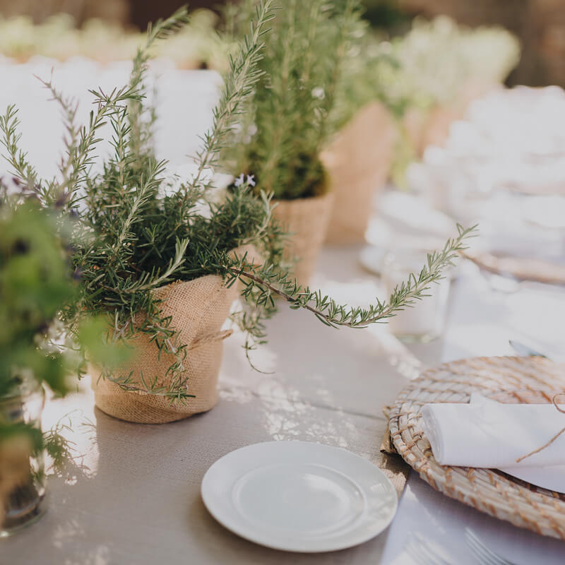Wedding table with plants on