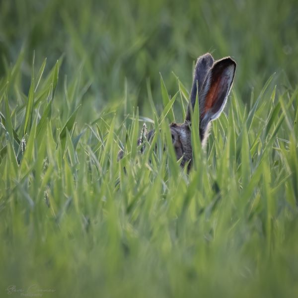 Hare-in-wheat-wildlife