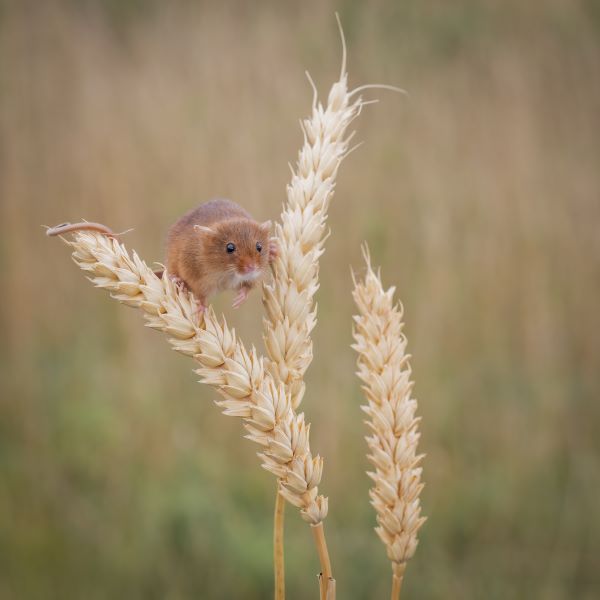 mouse-on-three-ears-of-wheat