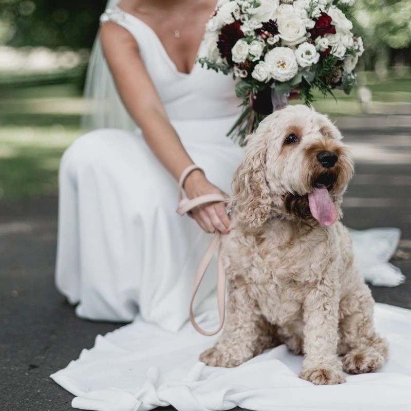 Bride with Pet