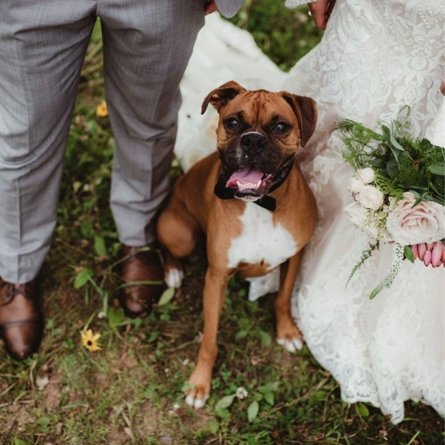Wedding with Dog